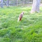 We don’t deserve dogs. Dogs don’t feel sorry for themselves like we do.