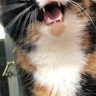 I put a bird feeder outside the bathroom window. . . much to Fauna’s joy and frustration