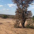🔥 A hunger-driven leopard doing a backflip to catch a monkey 🔥