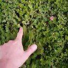 Checking the Kitten crop...