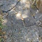 It was 46.6°C is Adelaide, South Australia yesterday. A mate of mine found this guy struggling with the heat in his backyard.