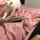 Ping 0ms. Accuracy 100%.