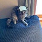 Cat.exe overloaded by cheese challenge