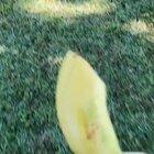 Exurb1a , after several months in quarantine finally loses his mind and violently attacks a fan who is breaking social distancing rules