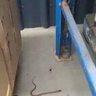 Venomous redback spider catches a snake