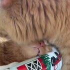 Christmas present for the cat