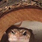 Always looks like he’s scheming 😈