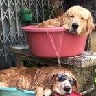 Those Days of Summer