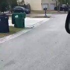 Dinosaurs warming up for April