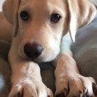 Little Coop and the morning grumps