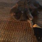 My cat forgetting how to cat😹 (she does this when she gets overexcited)