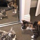 My cat does not like my Valentine’s Day gift