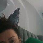 🎶 Mo salah! Mo salah! running down the wing... 🎶