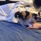 Battle hardened war cat meets worthy opponent in evenly matched battle.