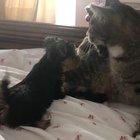 Don’t touch me peasant