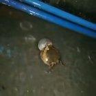 Cursed_Frog