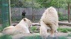 Baby white lion annoys her dad :D