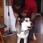 Как завести хаски:)