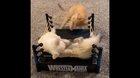 WrestleMania Kittens
