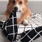 Corgito! I'll Take 10!!!