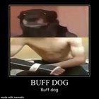 Buff dog