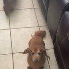 I can’t squat to take a picture of my dog without him coming to me