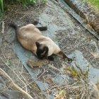 I Is dead.... Jk....