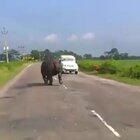 Rhino chasing cars