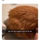 Thanks, I hate cat tails