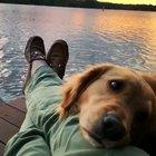 Happiness is different for everyone 🐶