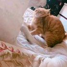 Я ужас, спешащий на мохнатых лапках ночи! Я рыжий котик!