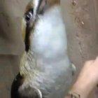 You can tell he vibing