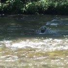 Old Greg makes an appearance