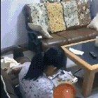 Brother Pranks Sister