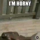 الجنس الدجاج من فضلك