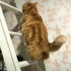 Cat goes up a stair