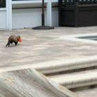 good girl puts her toys away 😇