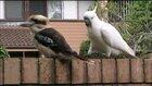 Cockatoo cockatooing arround ..