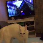 Something's happening to the cat