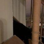 What’s wrong with mr. cat?