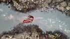 Giant Pacific Octopus transits through a narrow tidal pool in Oregon.