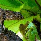 Mantis Vs Lizard: who will win?