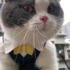 Cat trying to summon satan