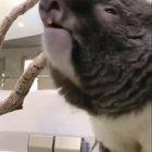Koalas are no longer cute (sound on)