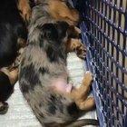 Puppy hugs her sibling after realising he’s having a bad dream