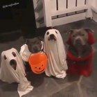 Trick or Treats! Xpost from r/mademesmaile