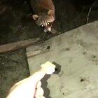 Did you bring enough for my friends?