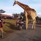 A friendly neighbourhood Giraffe