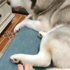 slow reaction time derpy doggo