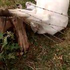 A heartwarming rescue